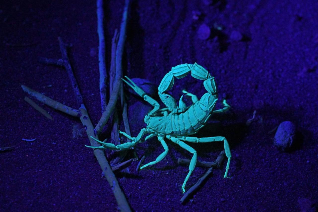 The Desert Grace سوليتير المظهر الخارجي الصورة